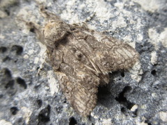 Calliteara conjuncta