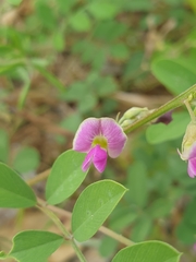 Tephrosia purpurea