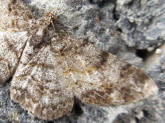 Protoboarmia simpliciaria
