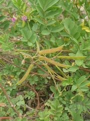 Tephrosia purpurea