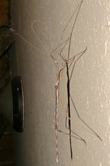 Bactrododema tiaratum