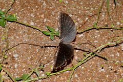 Bactrododema tiaratum