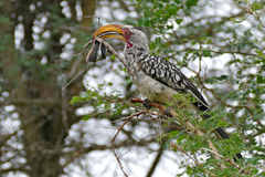 Bactrododema tiaratum