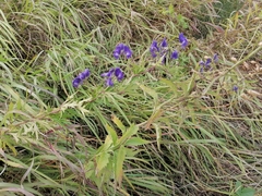 Aconitum volubile