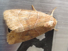 Cosmia trapezina