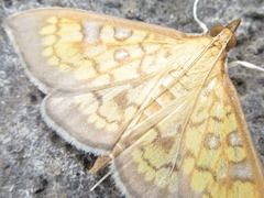 Uresiphita gracilis
