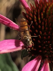 Episyrphus balteatus