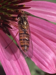 Episyrphus balteatus