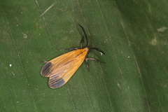 Correbia affinis