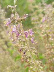 Ocimum tenuiflorum