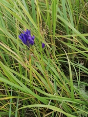 Gentiana pneumonanthe