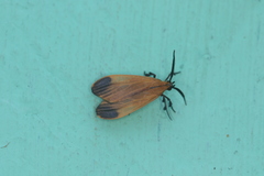 Correbia affinis