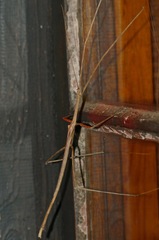 Bactrododema tiaratum