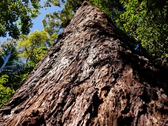 Eucalyptus pilularis