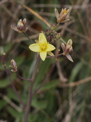 Diplotaxis tenuifolia