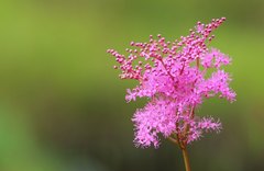 Filipendula multijuga ciliata