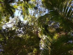 Eucalyptus pilularis