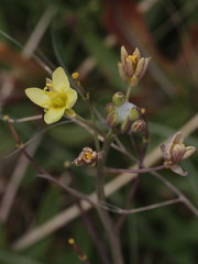 Diplotaxis tenuifolia