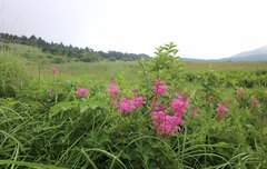 Filipendula multijuga ciliata