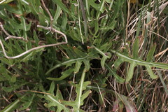 Diplotaxis tenuifolia