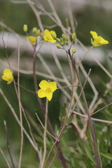 Diplotaxis tenuifolia