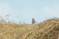 Emberiza leucocephalos