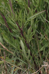 Diplotaxis tenuifolia