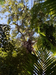 Eucalyptus pilularis