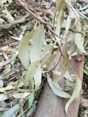 Eucalyptus pilularis
