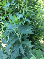 Rudbeckia laciniata