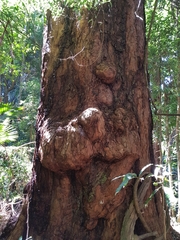 Eucalyptus pilularis