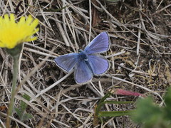 Polyommatus icarus