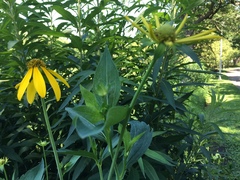 Rudbeckia laciniata