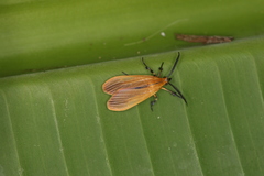 Correbidia elegans