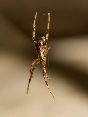 Episinus