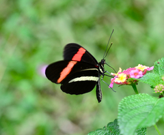 Heliconius melpomene rosina