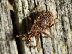 Phrynixus astutus