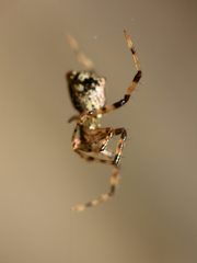 Episinus