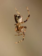 Episinus