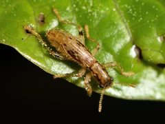 Lemidia aptera