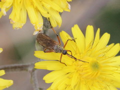 Empis opaca