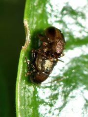 Trachytetra rugulosa