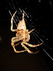 Cryptaranea subcompta