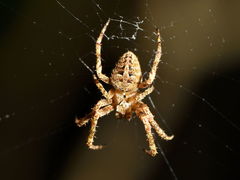 Cryptaranea subcompta