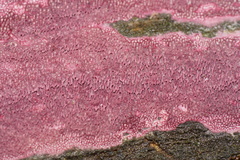 Ceriporia purpurea