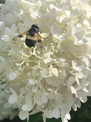 Volucella pellucens