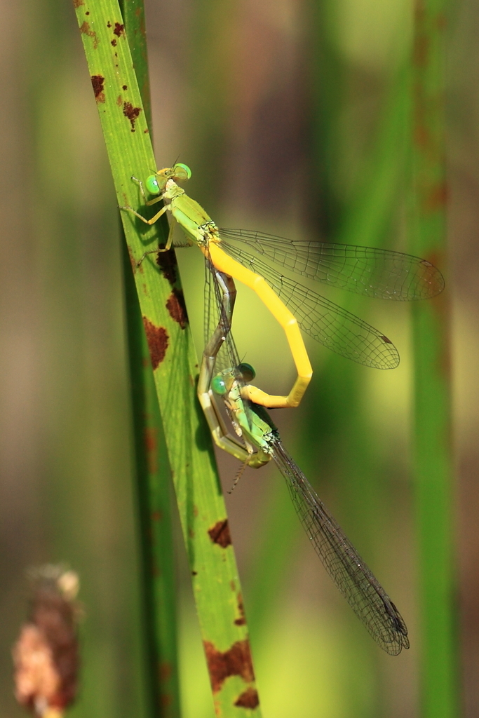 Ceriagrion melanurum