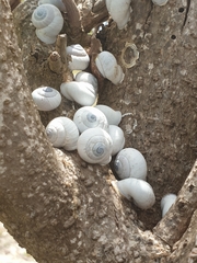 Pseudotrachia vittata