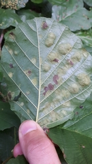Taphrina sadebeckii