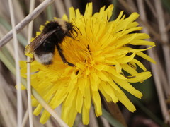 Bombus sylvestris